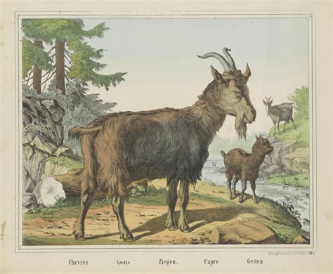 Goat Vintage Art Free Stock Photo Public Domain Pictures