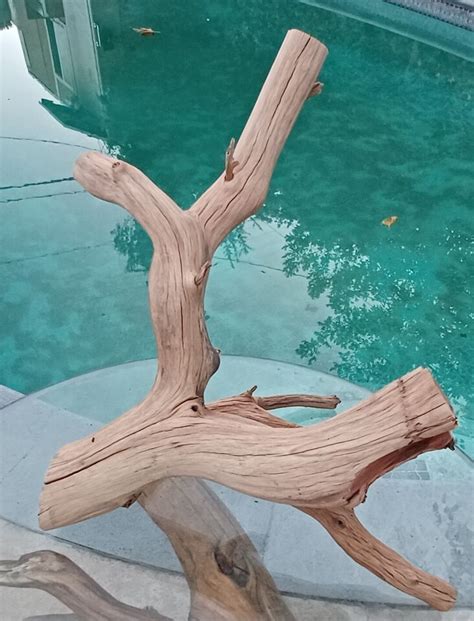 Large Manzanita Driftwood Reptile Tank Decor Fishtank Aquascape 26×