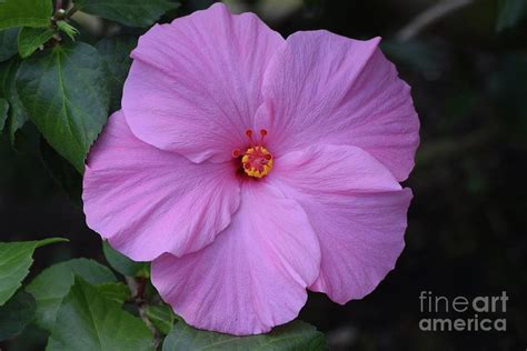 Pink Hibiscus Photograph By Jeannie Rhode Pixels