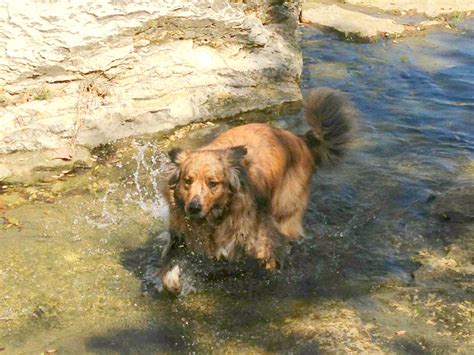 Tyler the Tiger. He's an ausahoula - an australian shepherd / catahoula