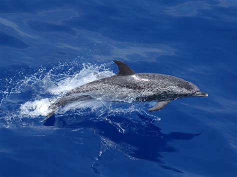 Atlantic Spotted Dolphin – Susannah Holt