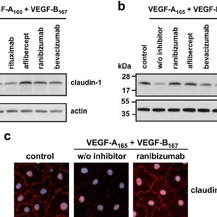 Binding Of Vegf A Was Sufficient To Reinstate Lost Claudin In