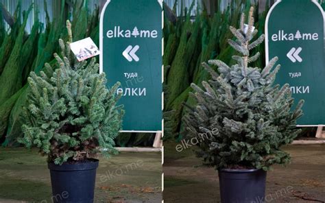 Голубая елка в горшке на Новый год в Москве