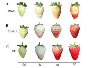 Polyamines regulate strawberry fruit ripening by abscisic acid, auxin ...