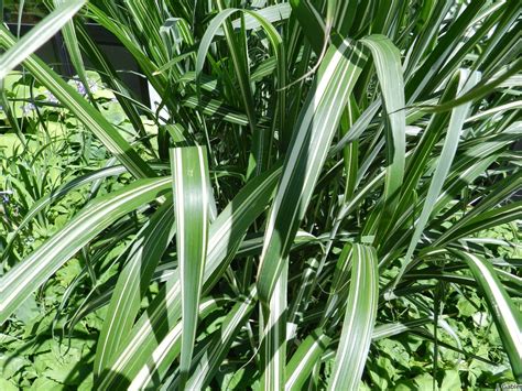 Th Owl Steckbrief Zu Miscanthus Oligostachyus Nanus Variegatus