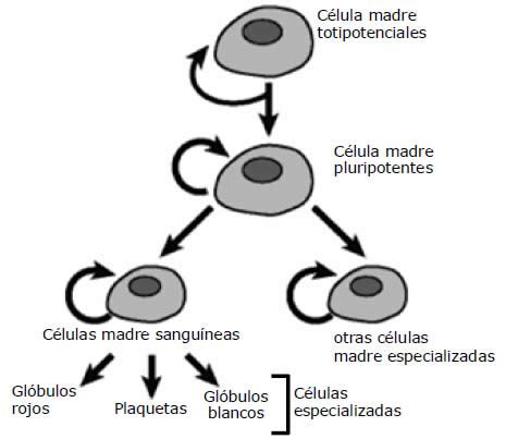 Qué son las células madre Blog de Biología