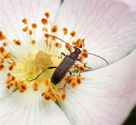 Grammoptera Ruficornis Hackfall Wood Yorkshire A Flickr