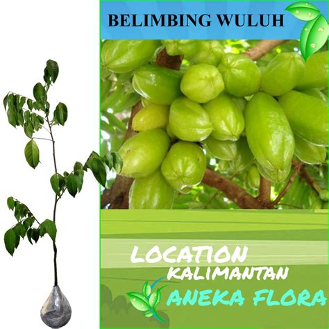 Jual Bibit Belimbing Wuluh Cangkok Shopee Indonesia