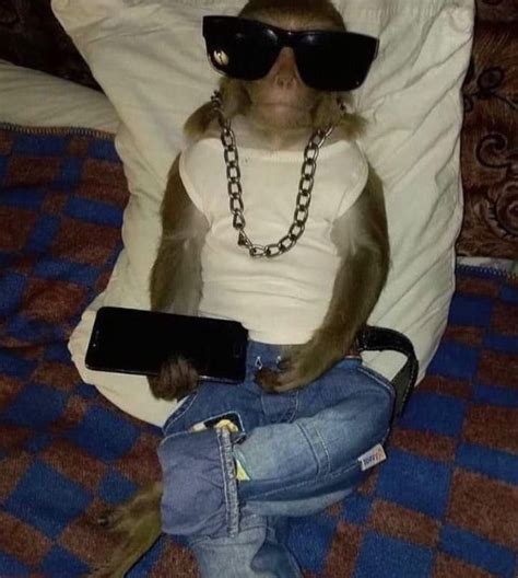 A Monkey Wearing Sunglasses Is Sitting On A Bed And Holding A Cell