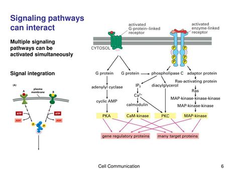 Ppt Chapter Cell Communication Focus Will Be On Mechanisms And