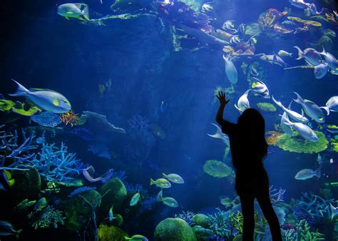 Melbourne Aquarium Sea Life Australias Most Beloved Aquarium