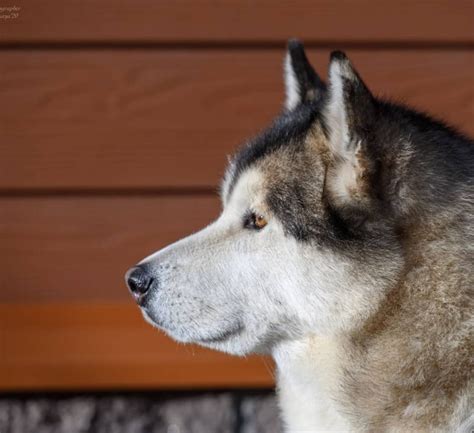 14 Amazing Facts About Alaskan Malamute Dogs You Probably Never Knew