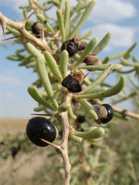 Rare Black Goji Berry Bush Lycium Ruthenicum Urban Perennials