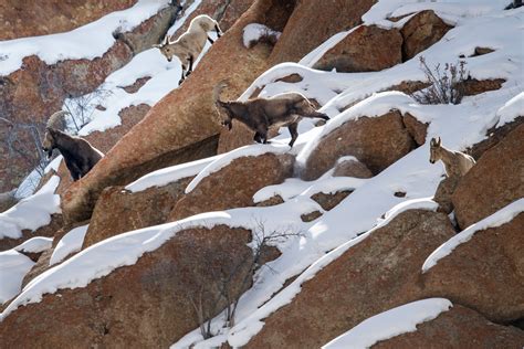 Meet the animals that thrive in extreme mountain conditions