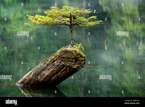Fairy Lake Tree Port Renfrew Vancouver Island Bc Canada Stock Photo