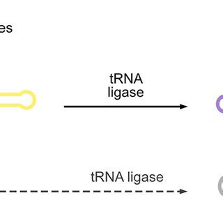 State of knowledge on the fungal tRNA splicing machinery. (A ...