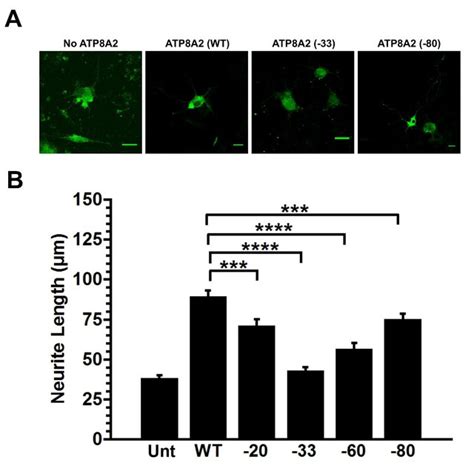 Effect Of C Terminal Truncation On Neurite Extension In PC12 Cells