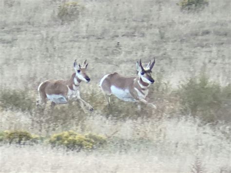 Casper Wy Usa Pronghorn Hunting Infinite Outdoors