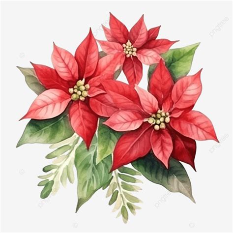 Watercolor Christmas Poinsettia Flower Bouquet Christmas Botanical