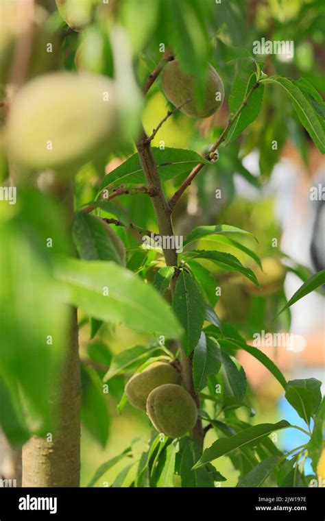 Prunus × Persicoides ‘ingrid Hybrid Almond ‘ingrid Prunus Dulcis