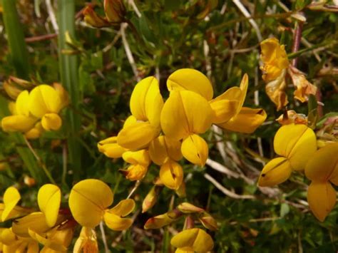 Hornklee Lotus Samen Aus Bioveganem Naturgarten Blumenwiese