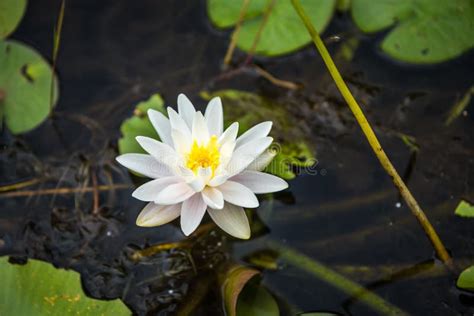 Nymphaea alba stock photo. Image of nature, blossom, water - 85241898