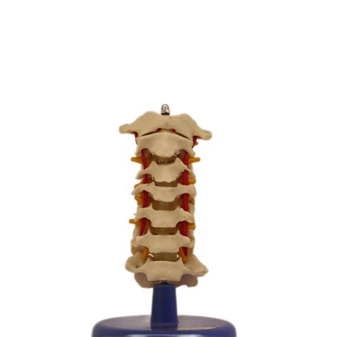 Adult Female Male Medical Teaching Models Thoracic Vertebra Model