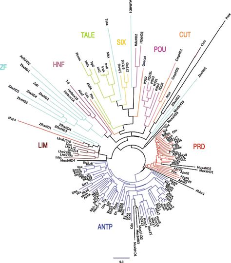 Homeobox Gene Diversity In Amphioxus Phylogenetic Analysis Of All Download Scientific Diagram