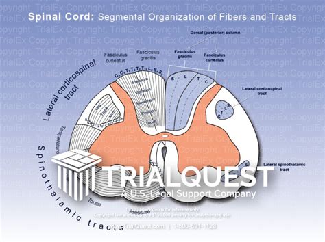 Spinal Cord Segmental Organization Of Fibers And Tracts