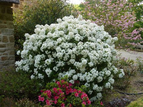 Plante Feuillage Persistant Fleurs Fleur De Passion