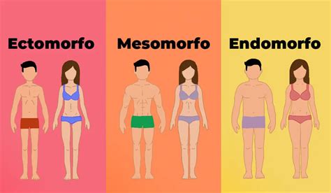 Tipo De Cuerpo O Somatotipos Método Core