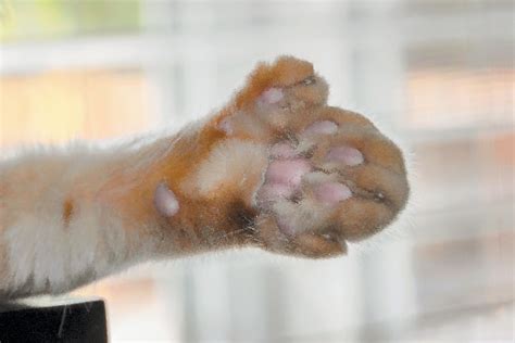 Do Cat Paw Pads Change Color Vet Approved Facts Faq Catster