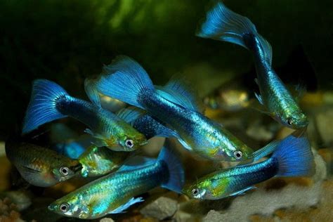 Different Types Of Guppies With Pics Fishlab Eu Vietnam