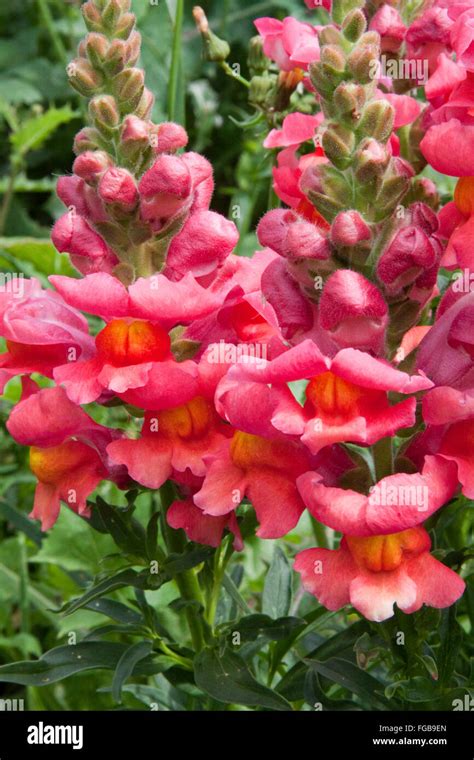 Snap Dragons Hi Res Stock Photography And Images Alamy