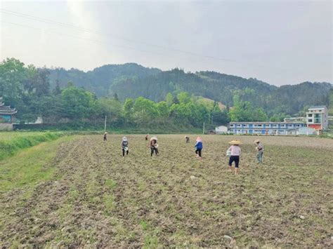 滚马乡：田间地头忙春耕 玉米播种正当时进行种植工作