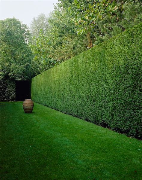 Caring For Your Leylandii Hedge H Is For Home Harbinger Hedges