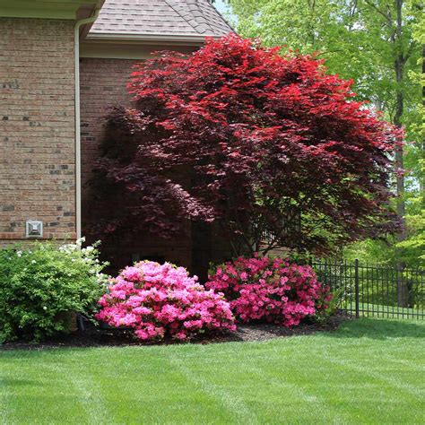 Emperor Japanese Maple Trees For Sale