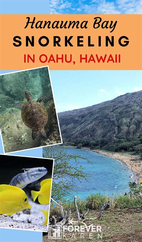 Hanauma Bay Snorkeling Tips You Should Know Best Snorkeling