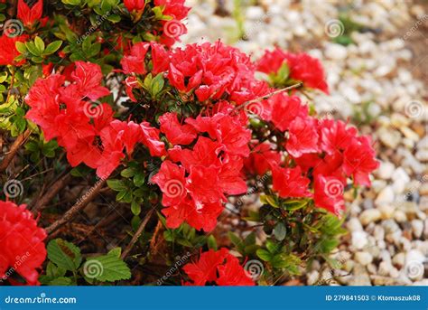 Rhododendron Japonicum Conocido Como Azalea Japonesa Es Un Arbusto