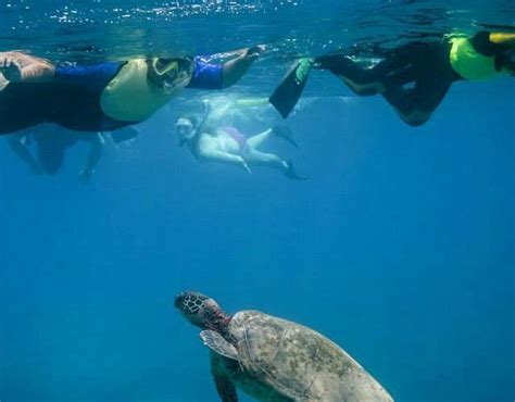 Maui Snorkel Tours Kihei All You Need To Know Before You Go