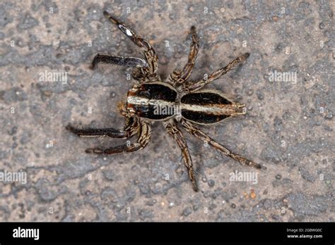 Pantropical Jumping Spider Of The Species Plexippus Paykulli Stock