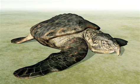 Archelon - JungleKey.fr Image #250