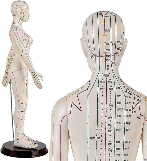 SEEANN 60 Cm Weibliches Akupunktur Modell Medizin Akupunktur Modell