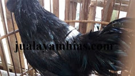 Jual Ayam Cemani Kedu Temanggung