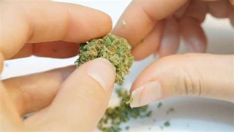 How To Grind Weed Without A Grinder 7 Tips To Make A Homemade Weed