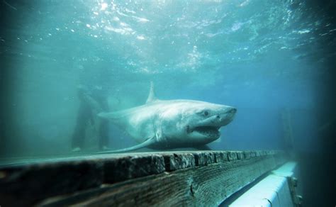 Great White Shark Tracked In Long Island Sound For First Time Ever