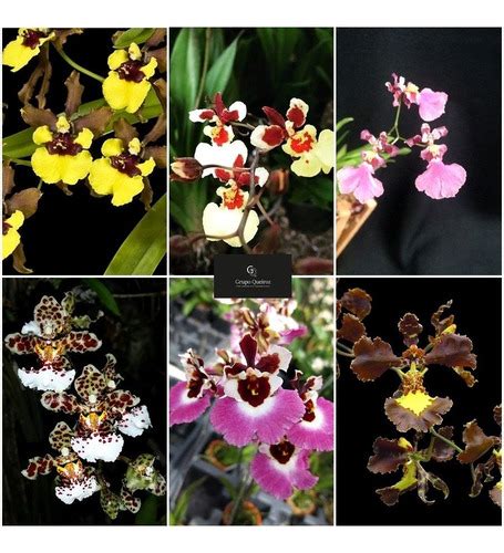 12 Mudas De Orquidea Oncidium Promoção Parcelamento sem juros