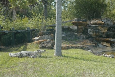 Orlando Gatorland Tickets – Skip the Line Access