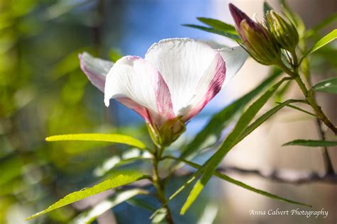 Australian Flowers Hibiscus Heterophyllus Flowers Anna Calvert Flickr