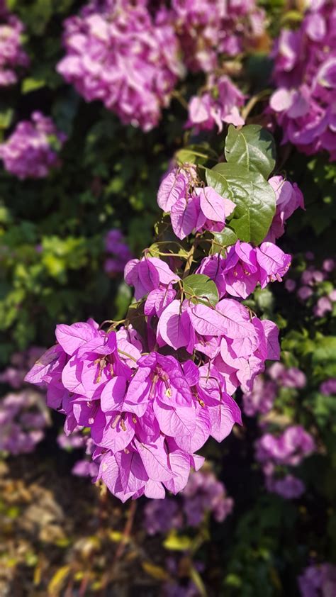 Bougainvillea X Specto Glabra Page 2